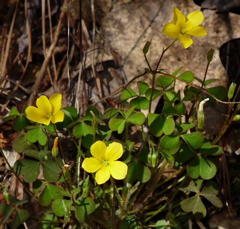 {Oxalis stricta}
